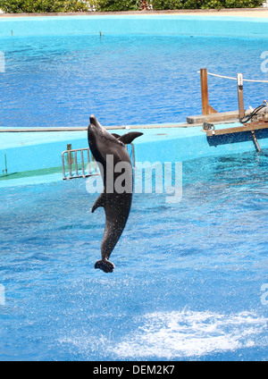 Reihe von 22 Bilder von großen Tümmlern in der Oceanogràfic Aquarium Marine Park in Valencia, Spanien Stockfoto