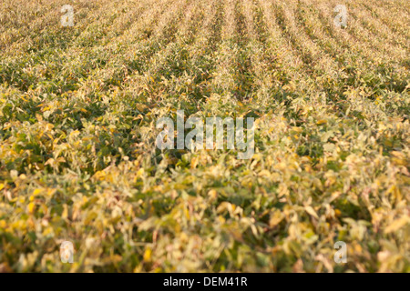 Reihen von Sojabohnen in den Herbstmonaten Stockfoto