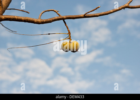 Eine kleine Ansammlung von Walnüssen hängen von einem Toten Zweig Stockfoto