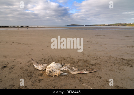 Toten Gannet Poppit Sand angespült Strand St. Dogmaels Stockfoto