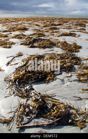 Algen am Strand angespült. Stockfoto