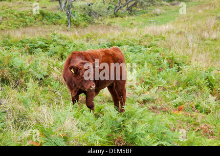 Luing-Kalb grast auf Fjells in Gummers wie im Sommer Cumbria Lake District National Park England Vereinigtes Königreich GB Großbritannien Stockfoto