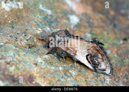 Kiesel prominente Motte; Notodonta Ziczac; Sommer; UK Stockfoto