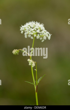 Pignut; Conopodium Majus; Blume; UK Stockfoto