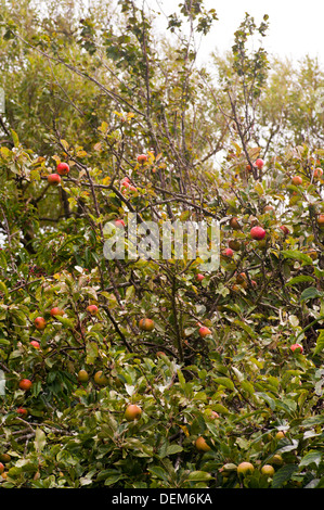 Äpfel auf einem Apfelbaum Stockfoto