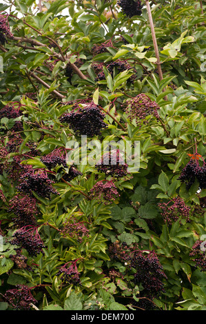 Holunder Strauch mit Holunder Sambucus nigra Stockfoto