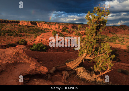 Blick von der Panorama-Punkt, Capitol Reef Nationalpark Stockfoto