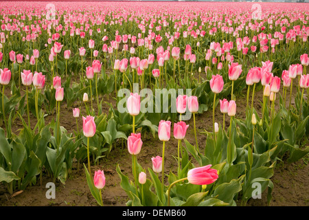 WASHINGTON - Bereich der kommerziell angebaut Tulpen im Skagit River Valley in der Nähe von Mount Vernon. Stockfoto