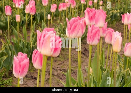 WASHINGTON - Bereich der kommerziell angebaut Tulpen im Skagit River Valley in der Nähe von Mount Vernon. Stockfoto