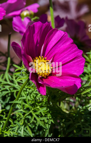 Hever Kent wilde Blumen Rosen rot Frühling England uk Europa Daisy Flora blühende Natur Schwan Hever Castle Edenbridge Kent england Stockfoto