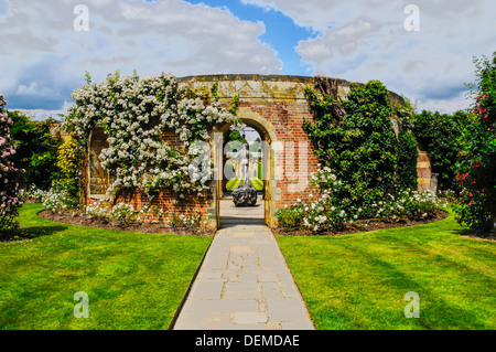 Hever Kent wilde Blumen Rosen rot Frühling England uk Europa Daisy Flora blühende Natur Schwan Hever Castle Edenbridge Kent england Stockfoto