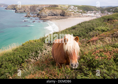 Shetland-Ponys für Erhaltung Beweidung zu invasiven Ginster Steuern Gestrüpp auf Moorland oberhalb Portreath Stockfoto