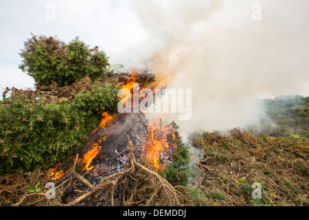 Clearing-invasive Gorse-Peeling auf der Heide über die Klippen an der Küste Bosigran, Cornwall, UK. Stockfoto