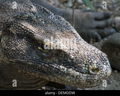 Nahaufnahme eines wilden Komodo-Drachen in seinem natürlichen Lebensraum auf der Insel Komodo, Indonesien. Stockfoto