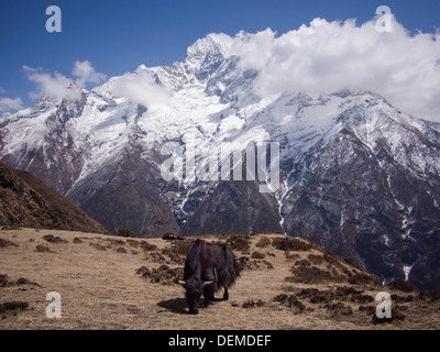 Schwarzen Jak Beweidung in einem Feld mit Himalaya-Gebirge im Hintergrund. Stockfoto