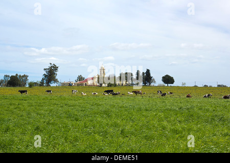 Kuhherde in lateinamerikanischen Pampa ruhen. Ist der wichtigste Wirtschaftszweig. Stockfoto