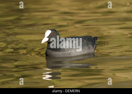 Erwachsenen Blässhühner auf dem Wasser. Stockfoto