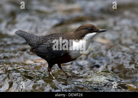 Pendelarm (Cinclus cinclus) in einem schnell fließenden Fluss Stockfoto