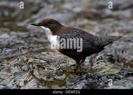 Pendelarm (Cinclus cinclus) in einem schnell fließenden Fluss Stockfoto