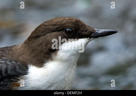 Pendelarm (Cinclus cinclus) in einem schnell fließenden Fluss Stockfoto