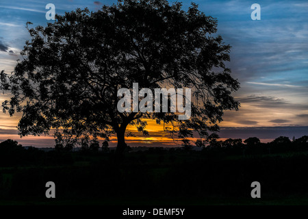 Baum Silhouette gegen einen Sonnenuntergang in Killyleagh Road außerhalb Ballygowan, Co Down, Nordirland. Stockfoto
