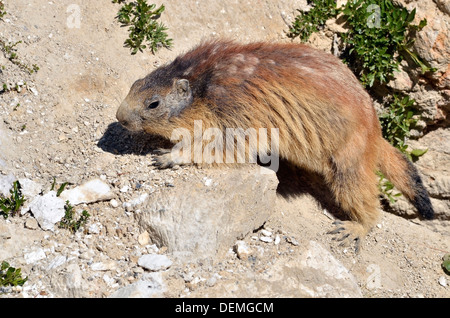 Alpine Murmeltier (Marmota Marmota) auf Felsen, in den französischen Alpen, Savoie-Abteilung bei La Plagne Stockfoto