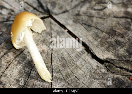 Coprinellus Pilz auf ausgeschnittenen Baumstamm, Mykologie Hintergrund Stockfoto