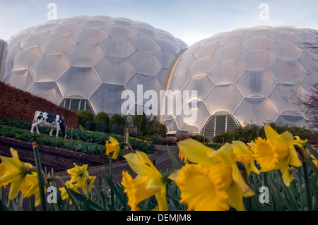 Eden Project, Cornwall, UK, eine Reihe von künstlichen Biodomes mit Sammlungen von Pflanzen, Bäumen, Blumen aus weltweit inc.tropical Stockfoto