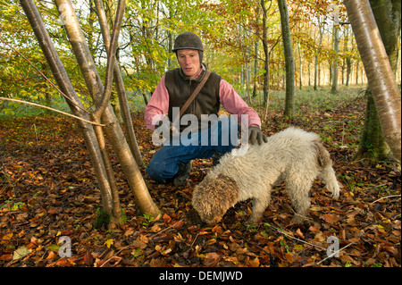 Professionelle Trüffelsucher Tom Lywood unterstützt durch seine italienischen Trüffel-Jagd-Hunde in Berkshire, UK Woodland für englische schwarze Trüffel suchen Stockfoto