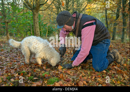 Professionelle Trüffelsucher Tom Lywood unterstützt durch seine italienischen Trüffel-Jagd-Hunde in Berkshire, UK Woodland für englische schwarze Trüffel suchen Stockfoto