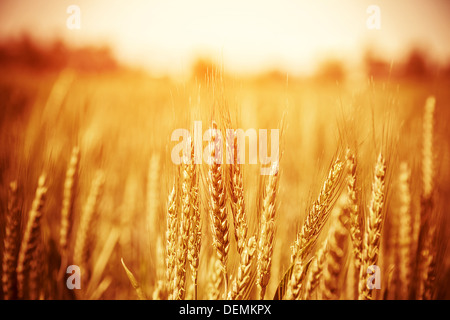 Schöne gelbe Weizenfeld, herbstliche Natur, Landschaft, Pflanzenbau, trockenen Roggen Stiele, Erntezeit, gesunde Ernährung Stockfoto