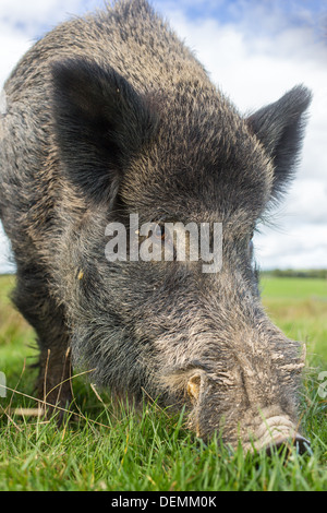 Nahaufnahme von einer erwachsenen männlichen Wildschwein (Sus Scrofa) Fütterung, niedrige Sicht Stockfoto