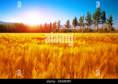 Wunderschöne Herbstlandschaft, trockenen goldene Wiese, hohen grünen Pinien, herbstliche Natur, sonnigen Tag, Landschaft panorama Stockfoto
