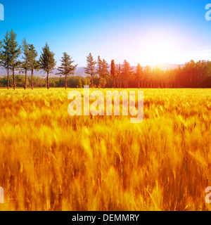 Herbstliche Landschaft, helles Sonnenlicht, landwirtschaftlichen Wiese, goldene trockene Weizenfeld, Kiefernwald, schöne Herbst Szene Stockfoto