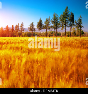 Herbst Natur, Panorama-Landschaft, klar, blauer Himmel, sonnigen Tag, grüne Pinien, ländlichen Ort, herbstliche Saison Konzept Stockfoto
