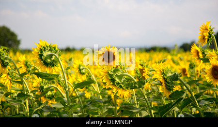 Ein Feld von Sonnenblumen in der Toskana Italien Stockfoto