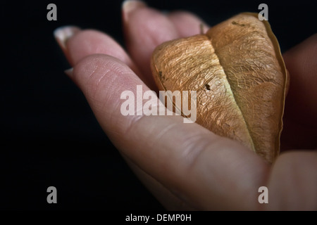 Getrocknete Blumen in der Hand der Frau auf schwarzem Hintergrund, Konzept Zerbrechlichkeit. Stockfoto