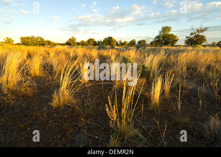 Spinifex, Mungo National Park, New South Wales, Australien Stockfoto