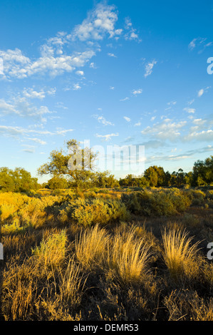 Spinifex, Mungo National Park, New South Wales, Australien Stockfoto