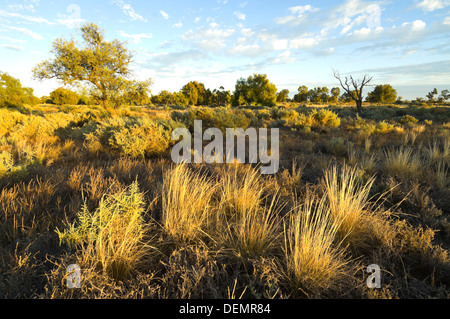 Spinifex, Mungo National Park, New South Wales, Australien Stockfoto