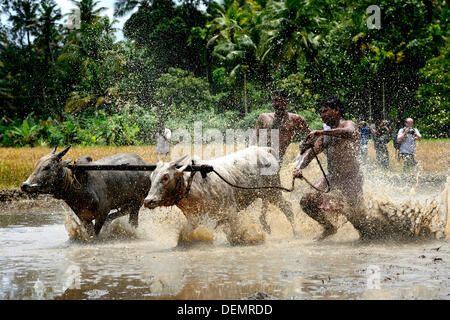 Kerala, ø 21. September 2013.  Indien hat seine eigene friedliche Prototyp für diesen Sport, der Maramadi von Kerala.  ist das traditionelle Bull Racing Event, findet jedes Jahr in der nach der Ernte-Saison. Sie findet statt in den überfluteten Reisfeldern, genannt "Kandam" wo viel begeisterte Zuschauer genießen das Spiel und begeistert von der Seitenlinie. Die Bullen sind die echten Konkurrenten und die Meister sind wie Matadore, die die Bullen auf den Weg zu leiten. Bildnachweis: BIJULAL M.D/Alamy Live-Nachrichten Stockfoto