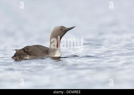 Roter-Throated Taucher; Gavia Stellata; Shetland; UK Stockfoto