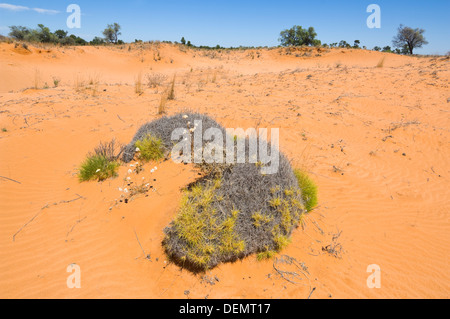 Spinifex, Mungo National Park, New South Wales, Australien Stockfoto