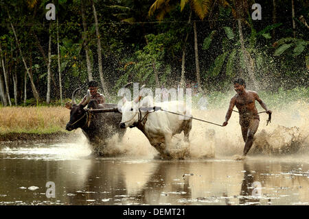 Kerala, ø 21. September 2013.  Indien hat seine eigene friedliche Prototyp für diesen Sport, der Maramadi von Kerala.  ist das traditionelle Bull Racing Event, findet jedes Jahr in der nach der Ernte-Saison. Sie findet statt in den überfluteten Reisfeldern, genannt "Kandam" wo viel begeisterte Zuschauer genießen das Spiel und begeistert von der Seitenlinie. Die Bullen sind die echten Konkurrenten und die Meister sind wie Matadore, die die Bullen auf den Weg zu leiten. Bildnachweis: BIJULAL M.D/Alamy Live-Nachrichten Stockfoto