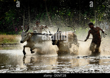 Kerala, ø 21. September 2013.  Indien hat seine eigene friedliche Prototyp für diesen Sport, der Maramadi von Kerala.  ist das traditionelle Bull Racing Event, findet jedes Jahr in der nach der Ernte-Saison. Sie findet statt in den überfluteten Reisfeldern, genannt "Kandam" wo viel begeisterte Zuschauer genießen das Spiel und begeistert von der Seitenlinie. Die Bullen sind die echten Konkurrenten und die Meister sind wie Matadore, die die Bullen auf den Weg zu leiten. Bildnachweis: BIJULAL M.D/Alamy Live-Nachrichten Stockfoto