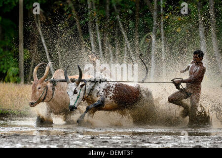 Kerala, ø 21. September 2013.  Indien hat seine eigene friedliche Prototyp für diesen Sport, der Maramadi von Kerala.  ist das traditionelle Bull Racing Event, findet jedes Jahr in der nach der Ernte-Saison. Sie findet statt in den überfluteten Reisfeldern, genannt "Kandam" wo viel begeisterte Zuschauer genießen das Spiel und begeistert von der Seitenlinie. Die Bullen sind die echten Konkurrenten und die Meister sind wie Matadore, die die Bullen auf den Weg zu leiten. Bildnachweis: BIJULAL M.D/Alamy Live-Nachrichten Stockfoto