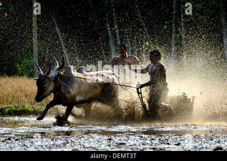 Kerala, ø 21. September 2013.  Indien hat seine eigene friedliche Prototyp für diesen Sport, der Maramadi von Kerala.  ist das traditionelle Bull Racing Event, findet jedes Jahr in der nach der Ernte-Saison. Sie findet statt in den überfluteten Reisfeldern, genannt "Kandam" wo viel begeisterte Zuschauer genießen das Spiel und begeistert von der Seitenlinie. Die Bullen sind die echten Konkurrenten und die Meister sind wie Matadore, die die Bullen auf den Weg zu leiten. Bildnachweis: BIJULAL M.D/Alamy Live-Nachrichten Stockfoto