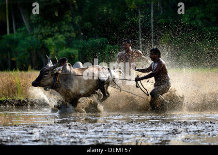 Kerala, ø 21. September 2013.  Indien hat seine eigene friedliche Prototyp für diesen Sport, der Maramadi von Kerala.  ist das traditionelle Bull Racing Event, findet jedes Jahr in der nach der Ernte-Saison. Sie findet statt in den überfluteten Reisfeldern, genannt "Kandam" wo viel begeisterte Zuschauer genießen das Spiel und begeistert von der Seitenlinie. Die Bullen sind die echten Konkurrenten und die Meister sind wie Matadore, die die Bullen auf den Weg zu leiten. Bildnachweis: BIJULAL M.D/Alamy Live-Nachrichten Stockfoto