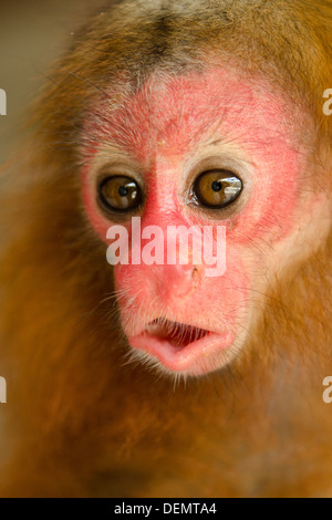 Baby roten Uakari Affen (Cacajao Calvus Ucayalii) gefangen Stockfoto