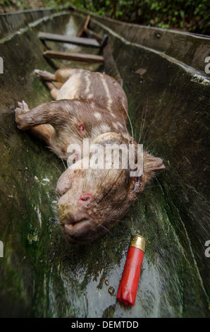 Tiefland Paca (Cuniculus Paca), für Fleisch gejagt.  Früher bekannt als Agouti Paca Rio Napo, Peru Amazonas Stockfoto